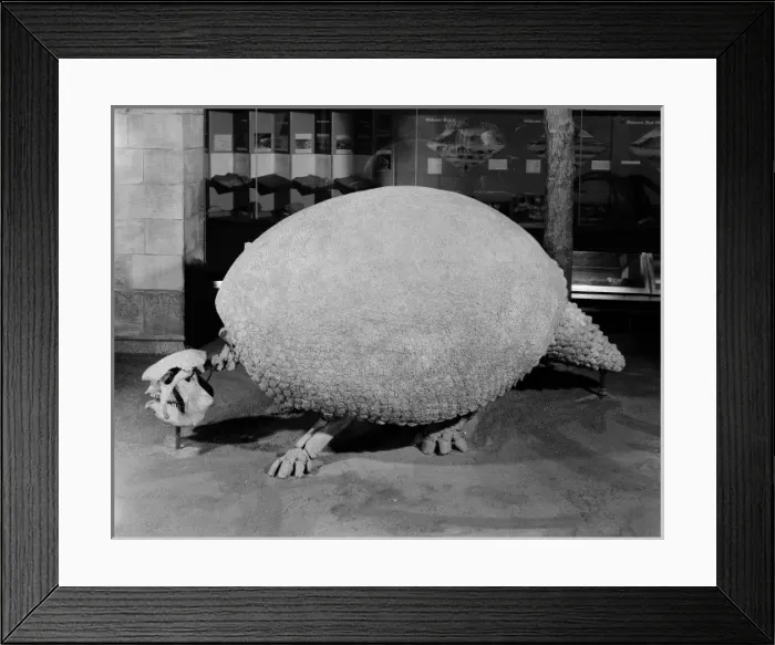 Framed Print : Glyptodon, giant armadillo Framed Print : Glyptodon, giant armadillo