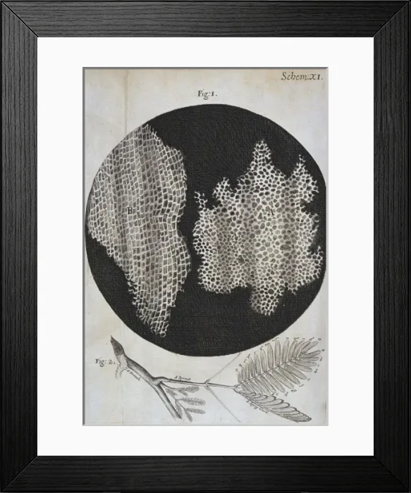 Framed Print : Cork structure Framed Print : Cork structure