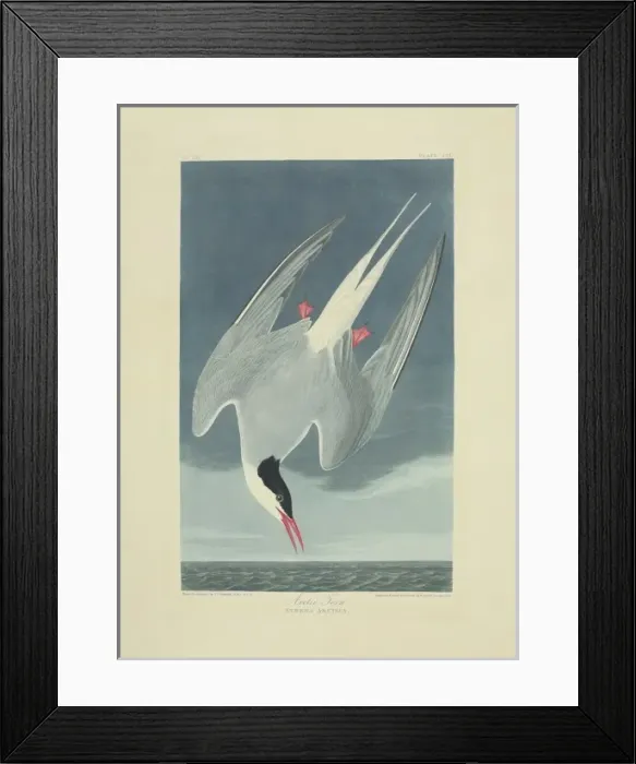 Framed Print : Sterna paradisaea, Arcitc tern Framed Print : Sterna paradisaea, Arcitc tern