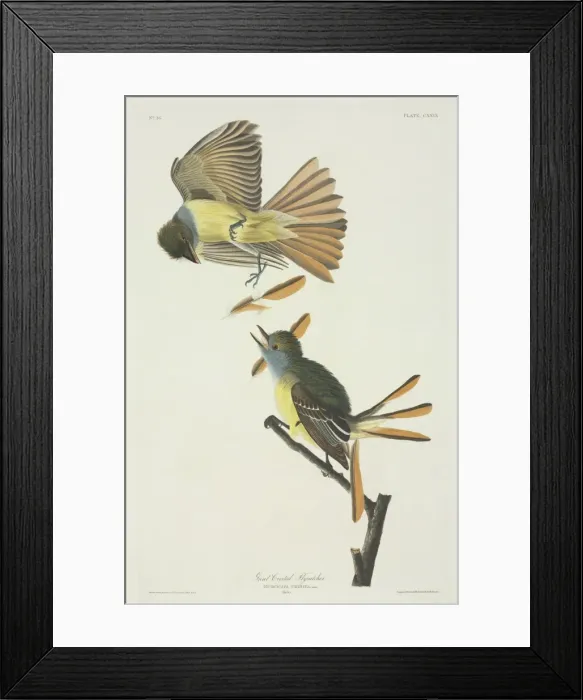 Framed Print : Myiarchus crinitus, great-crested flycatcher Framed Print : Myiarchus crinitus, great-crested flycatcher