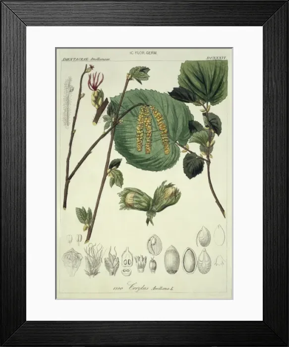 Framed Print : Corylus avellana L. CXXXVI, hazel Framed Print : Corylus avellana L. CXXXVI, hazel