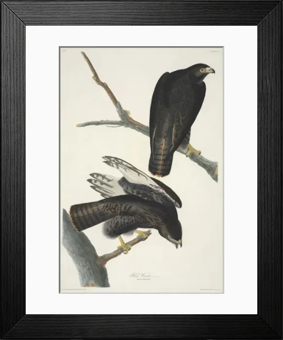 Framed Print : Buteo jamaicensis, red-tailed hawk Framed Print : Buteo jamaicensis, red-tailed hawk