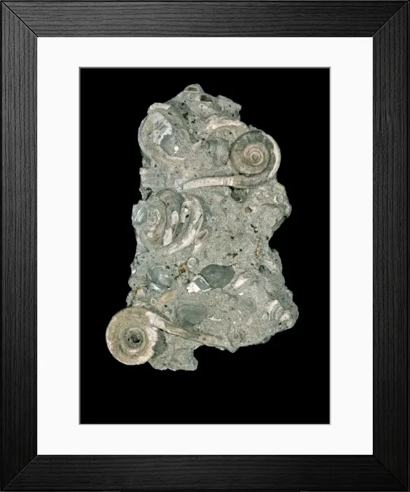 Framed Print : Rotularia bognori, tube of polychaete worm Framed Print : Rotularia bognori, tube of polychaete worm