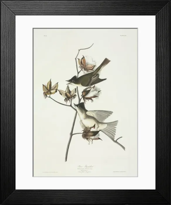 Framed Print : Sayornis phoebe, eastern phoebe Framed Print : Sayornis phoebe, eastern phoebe