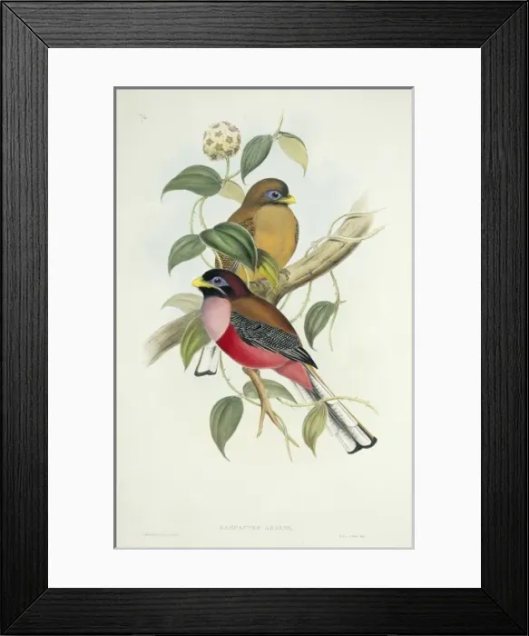 Framed Print : Harpactes ardens, Philippine trogon Framed Print : Harpactes ardens, Philippine trogon
