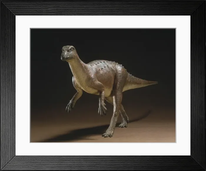Framed Print : Hypsilophodon Framed Print : Hypsilophodon