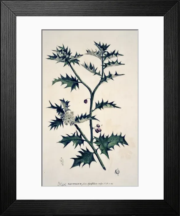 Framed Print : Ilex aquifolium XLVI, holly Framed Print : Ilex aquifolium XLVI, holly