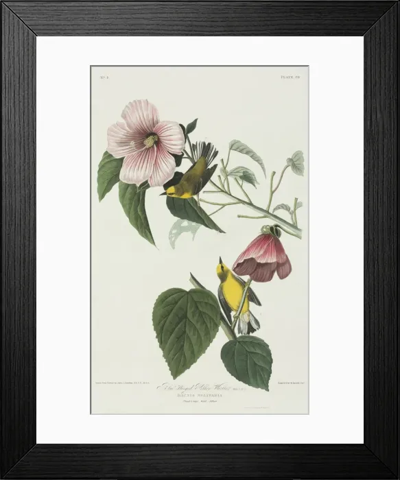 Framed Print : Vermivora pinus, blue-winged warbler Framed Print : Vermivora pinus, blue-winged warbler