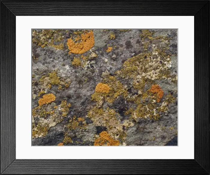 Framed Print : Lichens result from an intimate relationship between a fungus Framed Print : Lichens result from an intimate relationship between a fungus