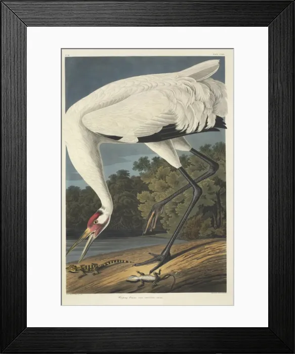 Framed Print : Grus americana, whooping crane Framed Print : Grus americana, whooping crane