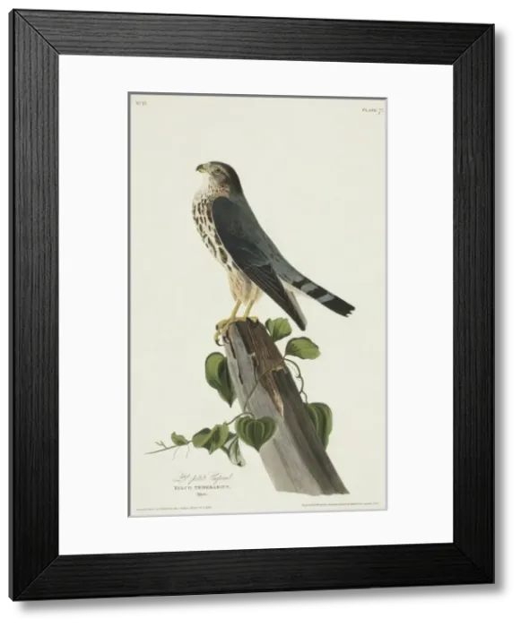 Framed Print : Falco columbarius, merlin Framed Print : Falco columbarius, merlin
