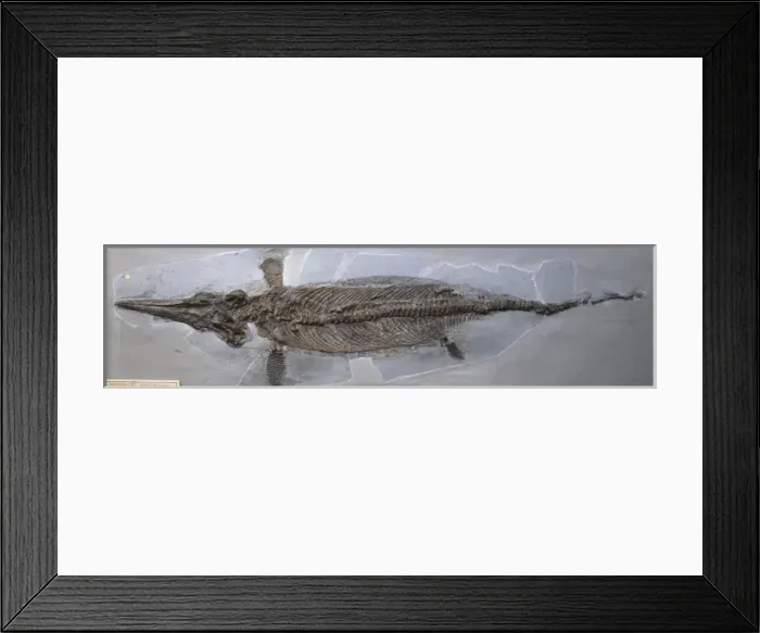 Framed Print : Ichthyosaurus communis (Conybear) Framed Print : Ichthyosaurus communis (Conybear)