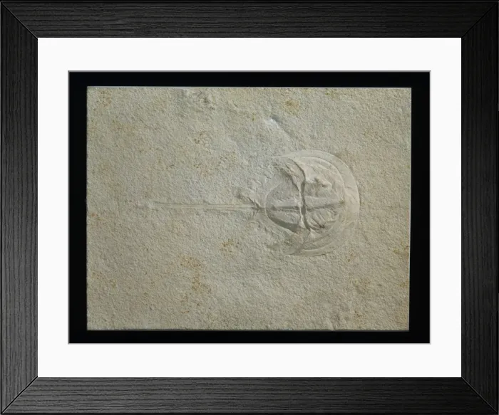 Framed Print : Limulus polyphemus, horseshoe crab Framed Print : Limulus polyphemus, horseshoe crab