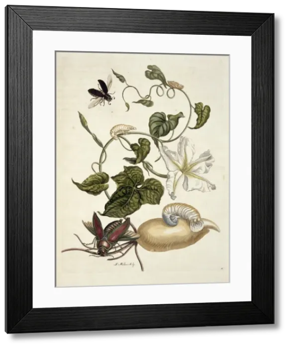 Framed Print : Surinaamsche Insecten, Insects of Surinam Framed Print : Surinaamsche Insecten, Insects of Surinam