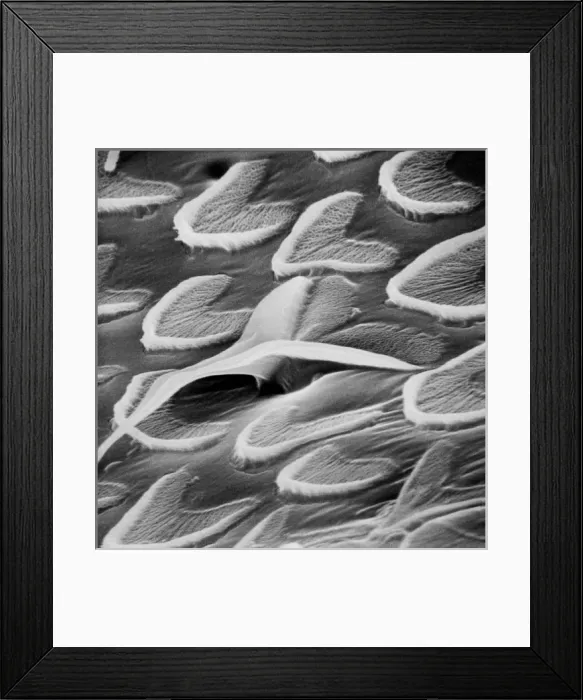 Framed Print : Snail teeth Framed Print : Snail teeth