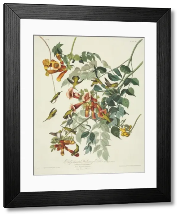 Framed Print : Archilocus colubris, ruby-throated hummingbird Framed Print : Archilocus colubris, ruby-throated hummingbird