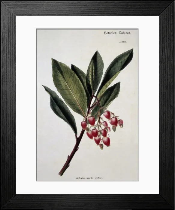 Framed Print : Arbutus unedo rubra 123, strawberry tree Framed Print : Arbutus unedo rubra 123, strawberry tree