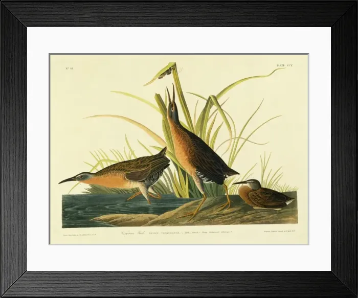 Framed Print : Rallus limicola, Virginia rail Framed Print : Rallus limicola, Virginia rail