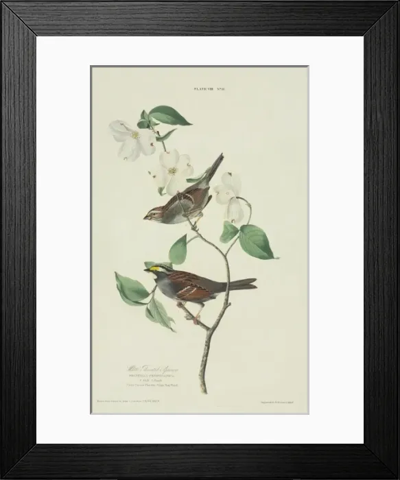 Framed Print : Zonotrichia albicollis, white-throated sparrow Framed Print : Zonotrichia albicollis, white-throated sparrow