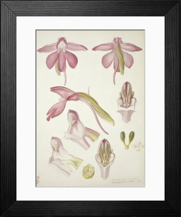 Framed Print : Plate 33 from British Orchids Framed Print : Plate 33 from British Orchids