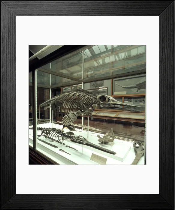 Framed Print : Opthalmosaurus & Stenosaurus Framed Print : Opthalmosaurus & Stenosaurus