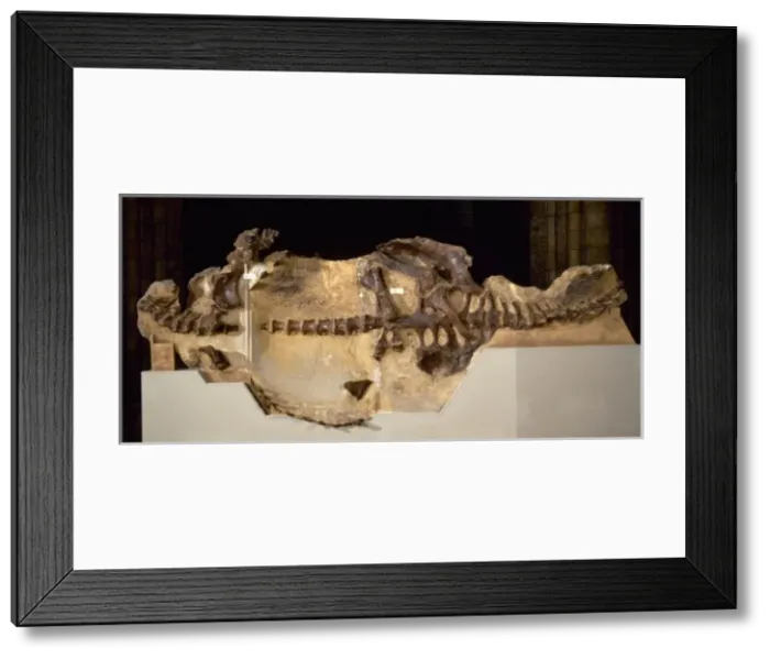 Framed Print : Euoplocephalus Framed Print : Euoplocephalus