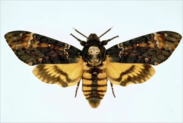 Acherontia atropos, death s-head hawk-moth