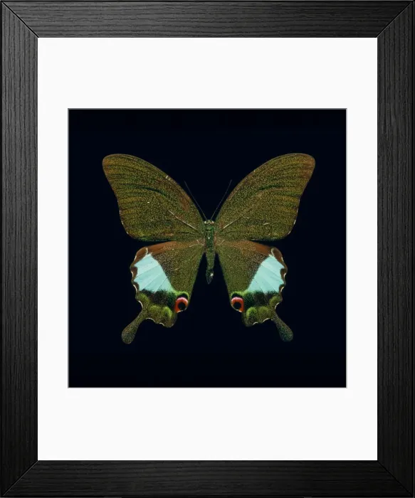 Framed Print : Papilio kama, swallowtail butterfly Framed Print : Papilio kama, swallowtail butterfly