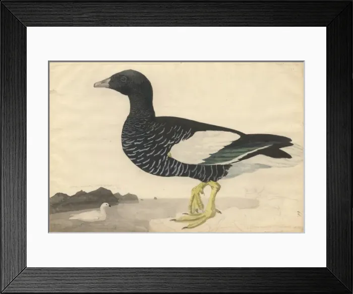 Framed Print : Chleophaga hybrida, kelp goose Framed Print : Chleophaga hybrida, kelp goose