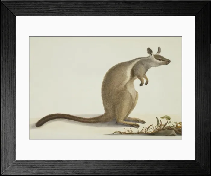 Framed Print : Petrogale inornata, rock wallaby Framed Print : Petrogale inornata, rock wallaby