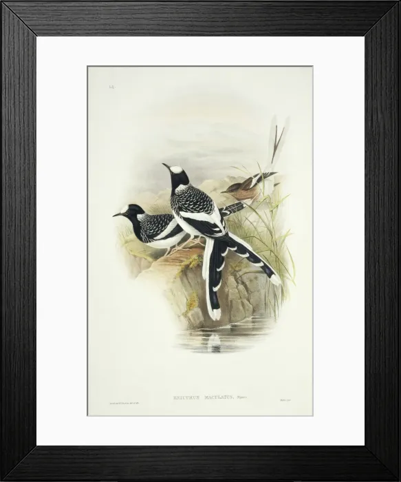 Framed Print : Enicurus maculatus, spotted forktail Framed Print : Enicurus maculatus, spotted forktail
