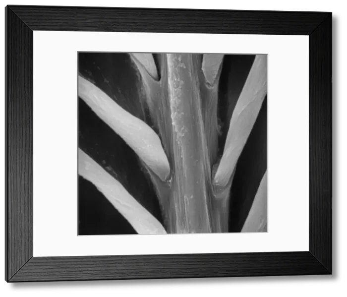 Framed Print : Feather detail Framed Print : Feather detail