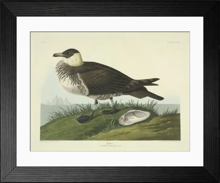 Framed Print : Stercorarius pomarinus, Pomarine skua Framed Print : Stercorarius pomarinus, Pomarine skua