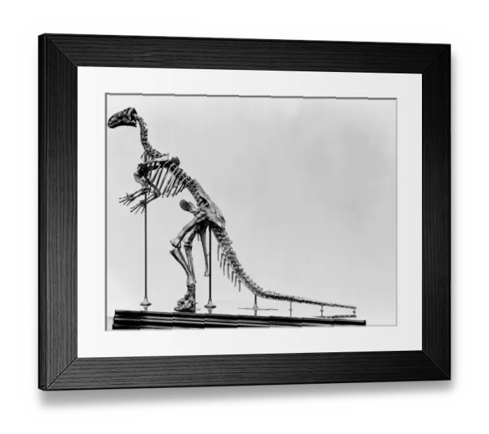 Framed Print : Iguanodon. Shown here is the mounted skeleton of an Iguanodon on display Framed Print : Iguanodon. Shown here is the mounted skeleton of an Iguanodon on display