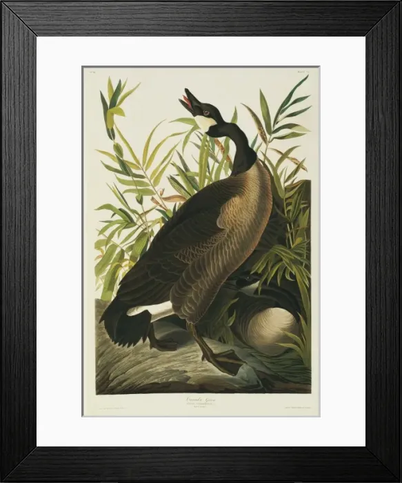 Framed Print : Branta canadensis, Canada goose Framed Print : Branta canadensis, Canada goose