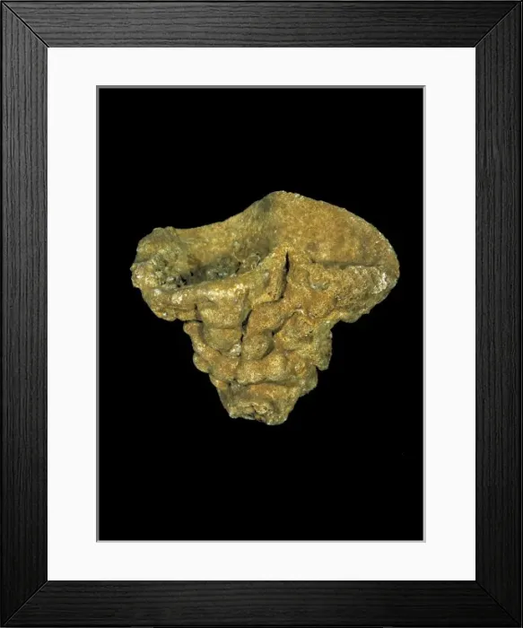Framed Print : Raphiidonema faringdone, calcareous sponge Framed Print : Raphiidonema faringdone, calcareous sponge