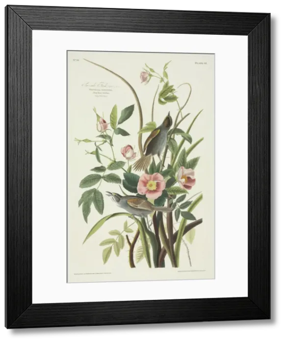 Framed Print : Ammodramus maritimus, seaside sparrow Framed Print : Ammodramus maritimus, seaside sparrow