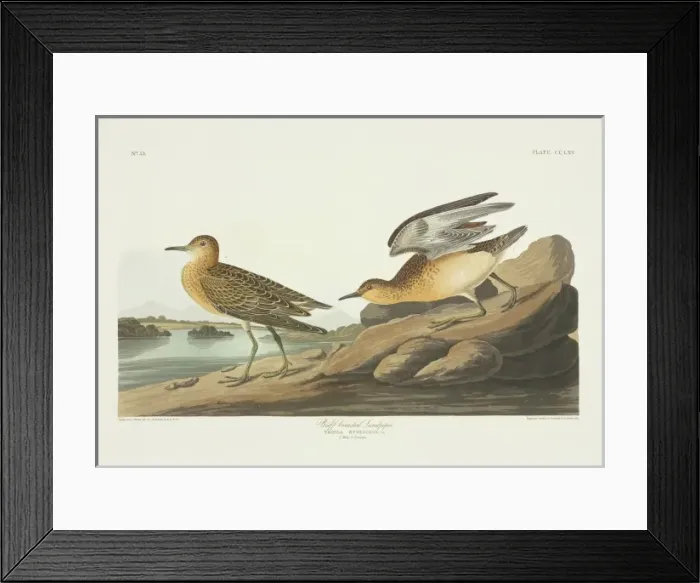 Framed Print : Tryngites subruficollis, buff-breasted sandpiper Framed Print : Tryngites subruficollis, buff-breasted sandpiper