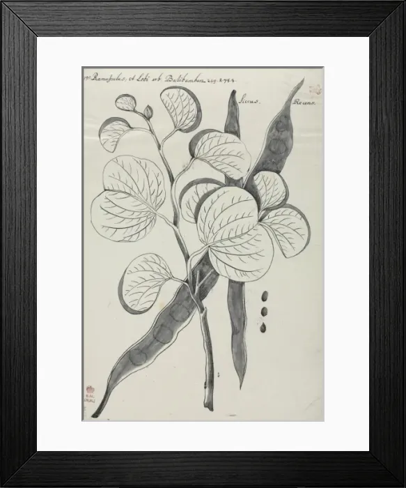 Framed Print : Figure from Descriptiones Fruticum et Arborum Luzonis by Geo Framed Print : Figure from Descriptiones Fruticum et Arborum Luzonis by Geo
