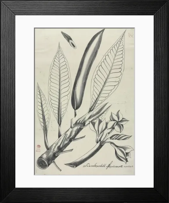 Framed Print : Figure from Descriptiones Fruticum et Arborum Luzonis Framed Print : Figure from Descriptiones Fruticum et Arborum Luzonis