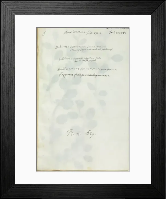 Framed Print : Capparis spinosa, caper Framed Print : Capparis spinosa, caper