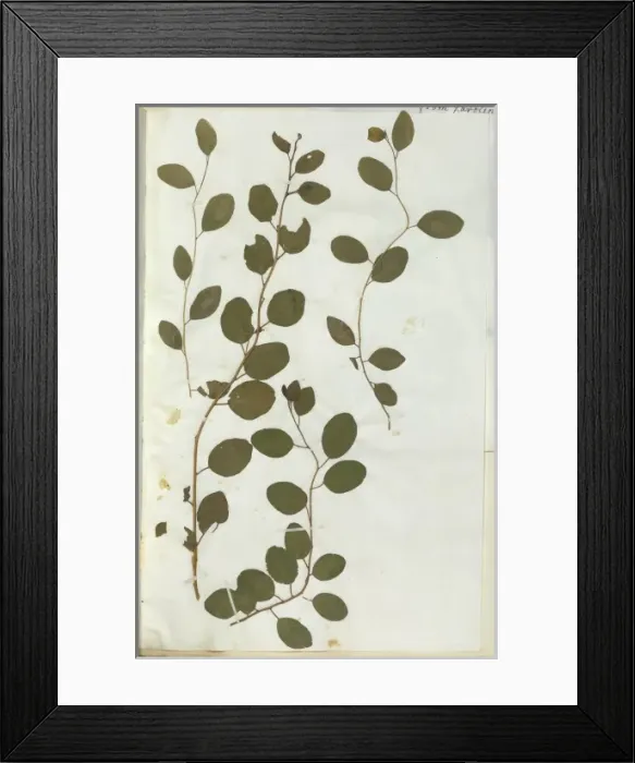 Framed Print : Capparis spinosa, caper Framed Print : Capparis spinosa, caper