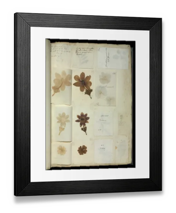 Framed Print : Duchess of Beauforts Hortus Siccus Framed Print : Duchess of Beauforts Hortus Siccus