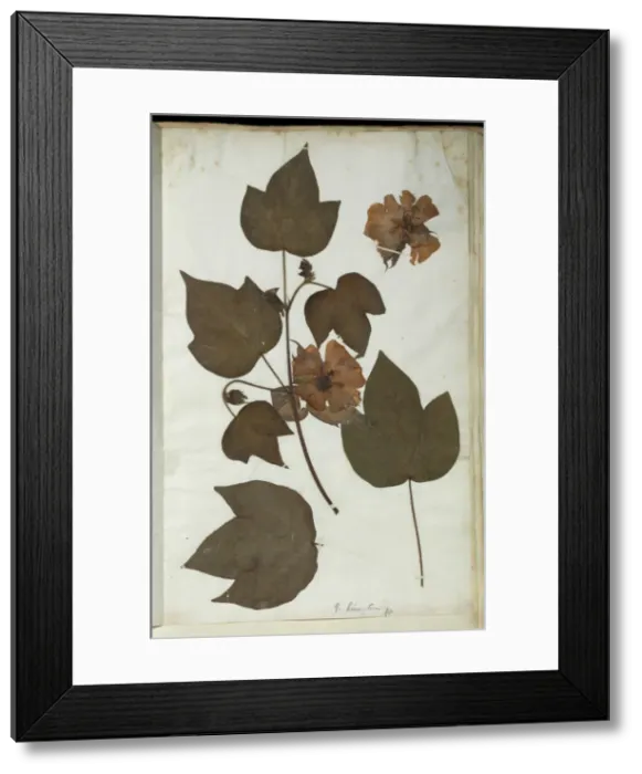 Framed Print : Gossypium arboreum, tree cotton Framed Print : Gossypium arboreum, tree cotton