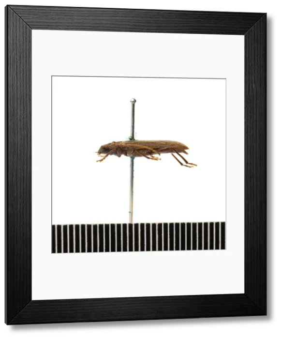 Framed Print : Ambeodontus tristis, two-toothed longhorn Framed Print : Ambeodontus tristis, two-toothed longhorn