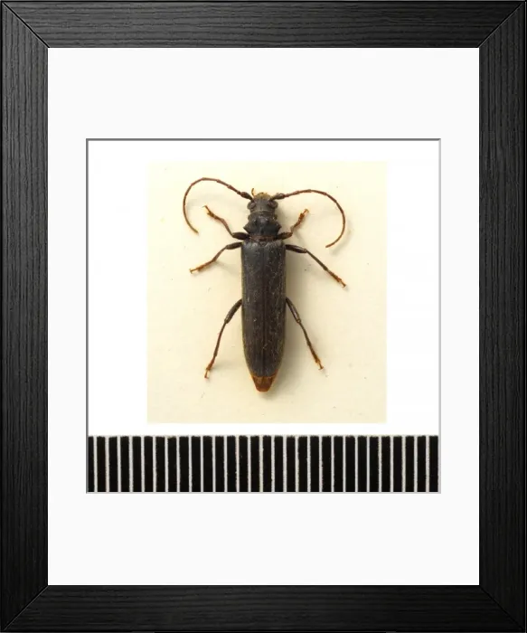 Framed Print : Ambeodontus tristis, two-toothed longhorn Framed Print : Ambeodontus tristis, two-toothed longhorn