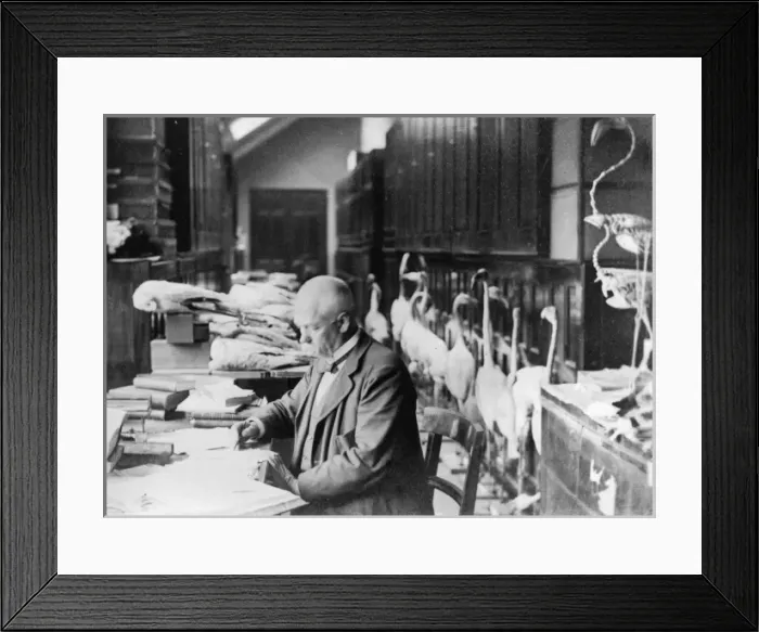 Framed Print : Tommaso Salvadori working on flamingoes c. 1890 Framed Print : Tommaso Salvadori working on flamingoes c. 1890