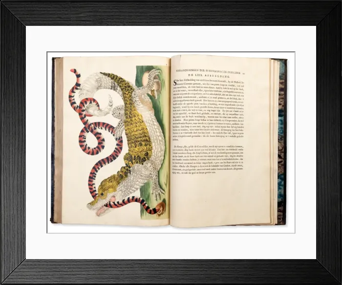 Framed Print : Plate from Metamorphosis Insectorum Surinamensium Framed Print : Plate from Metamorphosis Insectorum Surinamensium