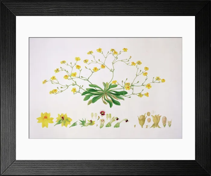 Framed Print : Velleia pubescens, herb Framed Print : Velleia pubescens, herb
