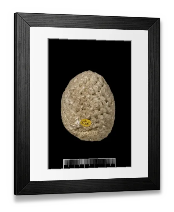 Framed Print : Araucaria mirabilis, pine cone Framed Print : Araucaria mirabilis, pine cone